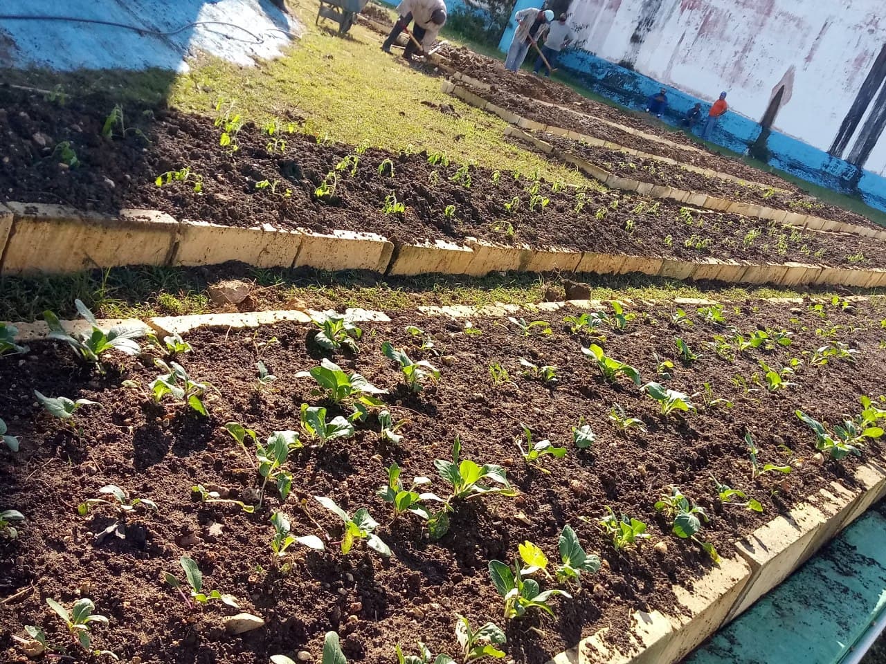 Organopónico