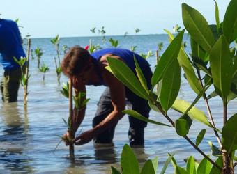 Cuba and the mangroves